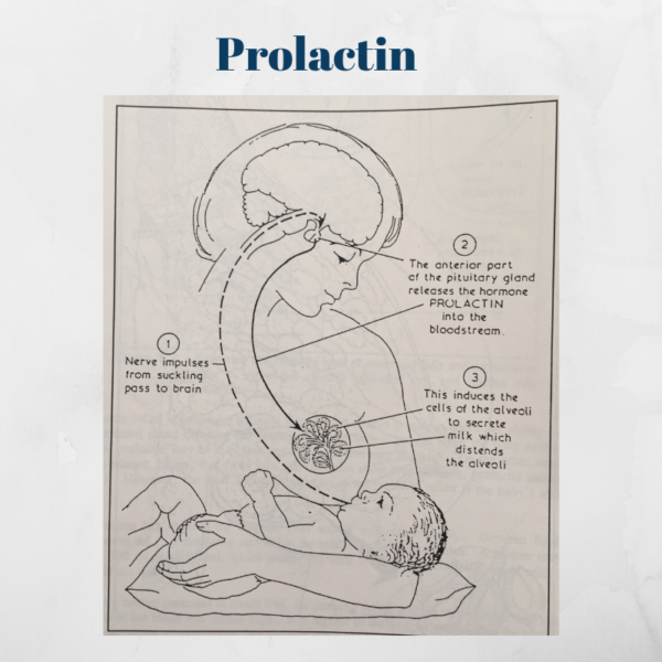 Happy Hormone Prolactin Newborn & Baby Consultant Postnatal Support